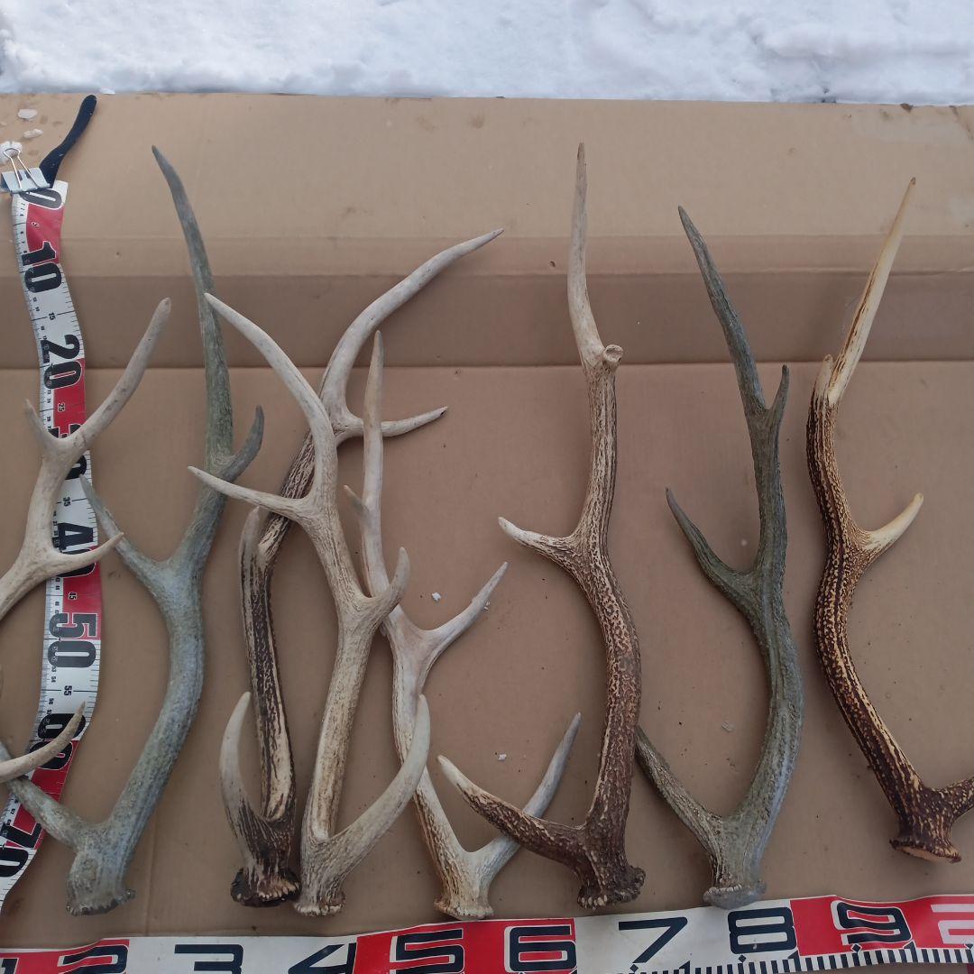 S*i様 天然蝦夷鹿の角、犬用おもちゃ 工芸品などに ５番