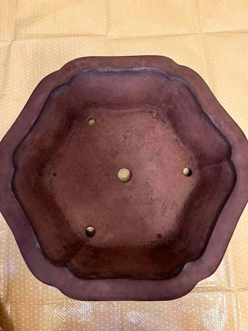 もつなべ　盆栽鉢　大型　斎田三峰　おまとめ