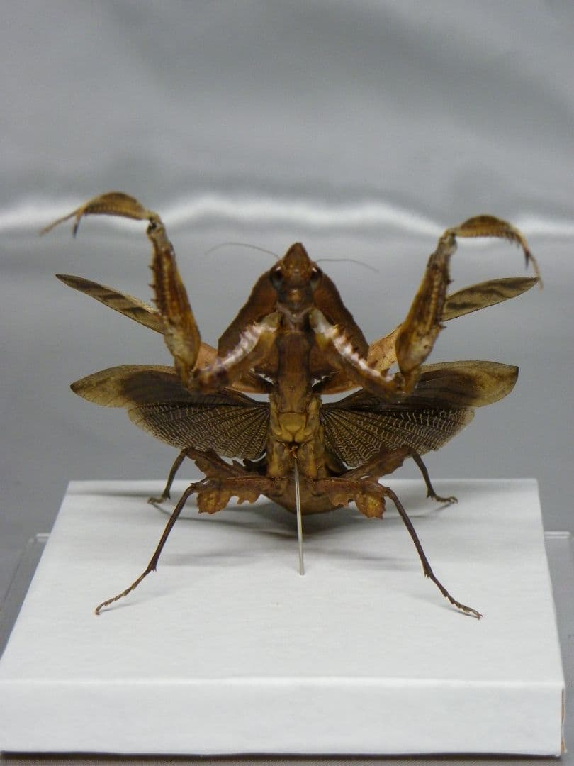 マオウカレハカマキリ ♀ 立体標本　魔王枯葉