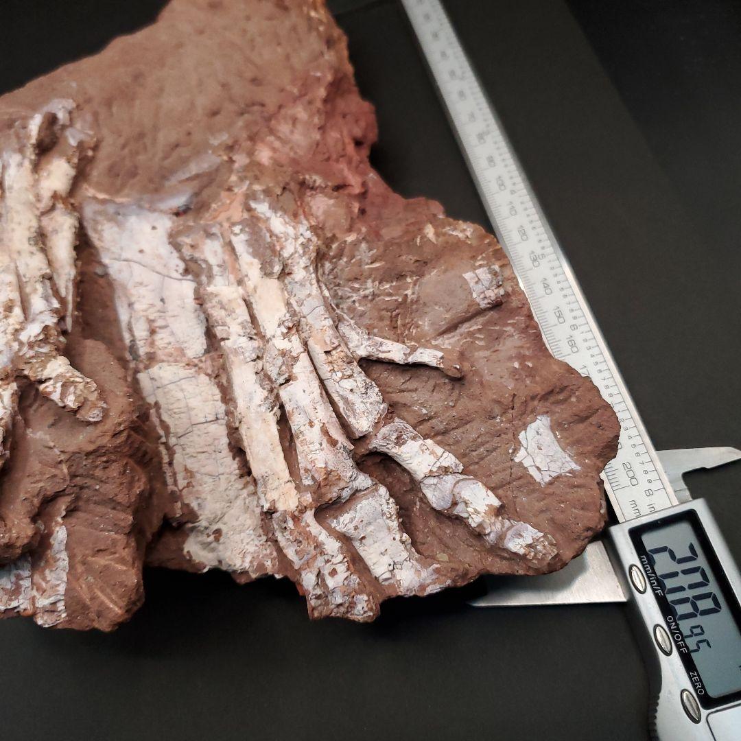 オヴィラプトル類 足 骨 本物 化石 中国産 208.95mm fr155