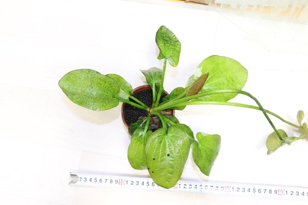 エキノドルス　sp イグアスもしくはオパクスどちらか不明2株◆