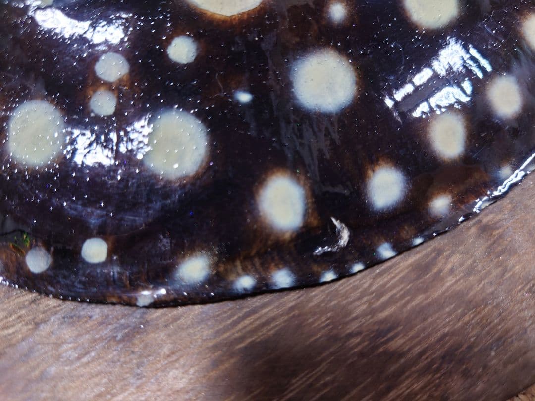 レア物 淡水エイ 剥製本物 熱帯魚 ダイヤモンドポルカ 標本