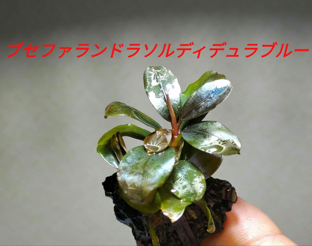 ブセファランドラ・Bucephalandra希少種群生美株セット１セット限定出品