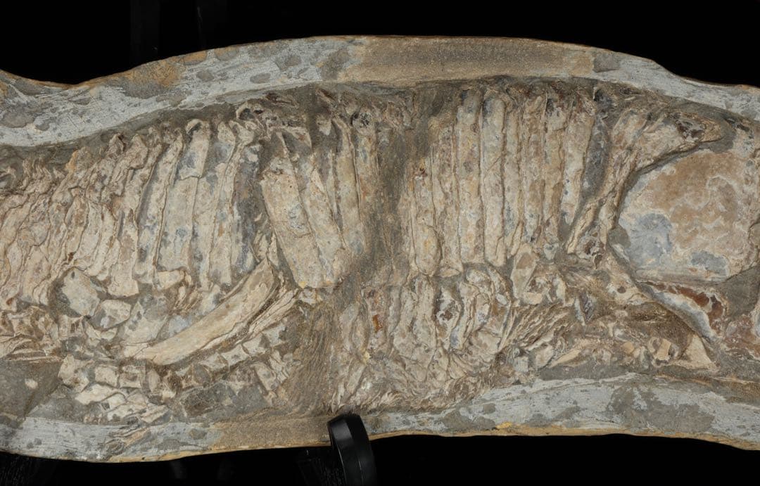 白亜紀前期 サンタナ層産 古代魚化石 魚類化石 クラドキクルス 骨格 標本