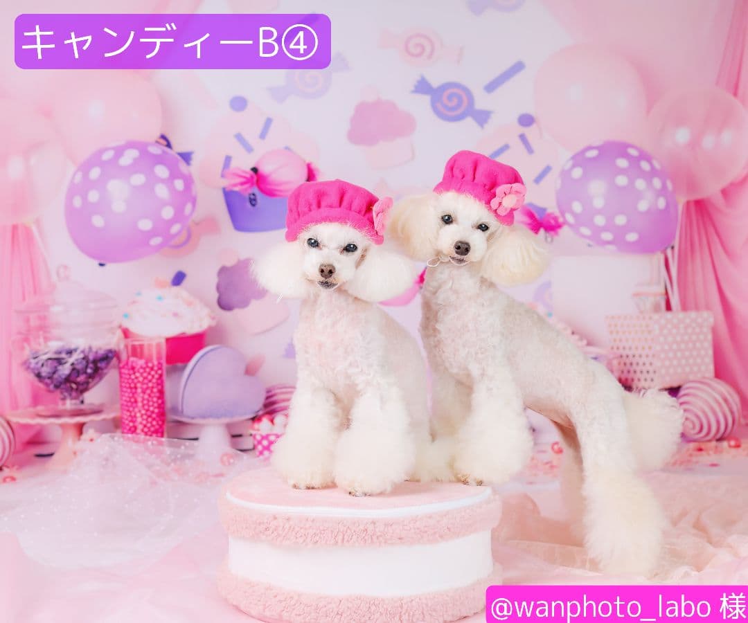 バレンタイン背景布【ハートC】サンプル　ペット撮影用　トリミングチョーカー販売中