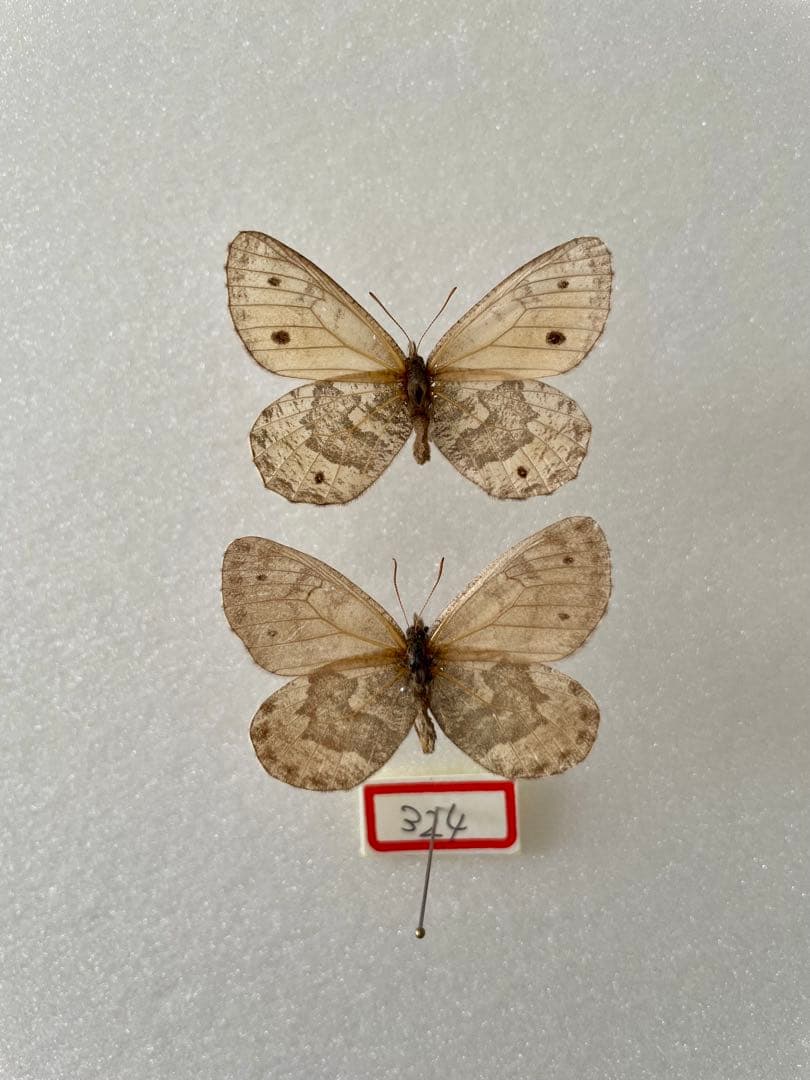 【ペア】タカネヒカゲ（モンゴル産）