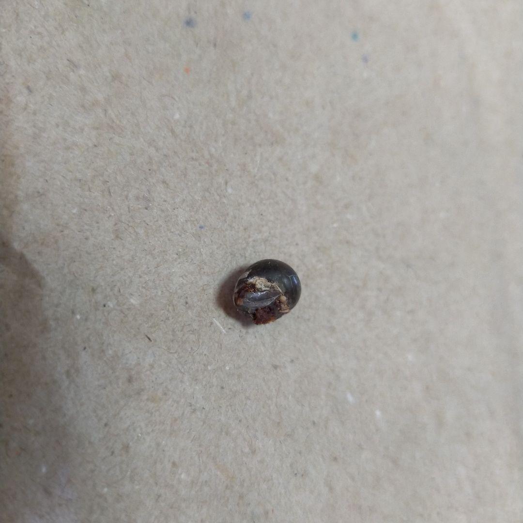 アンモナイト化石 約9cm