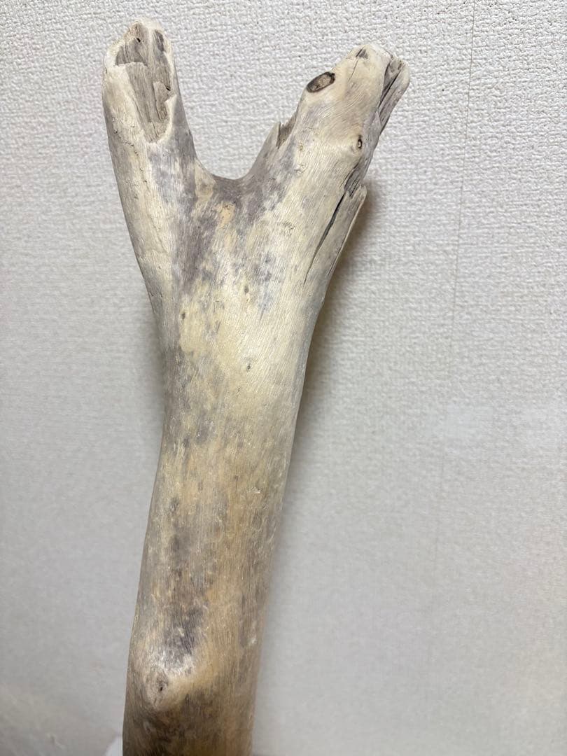 G7 流木　灰汁抜き処理済み　美肌美白特大流木122cm