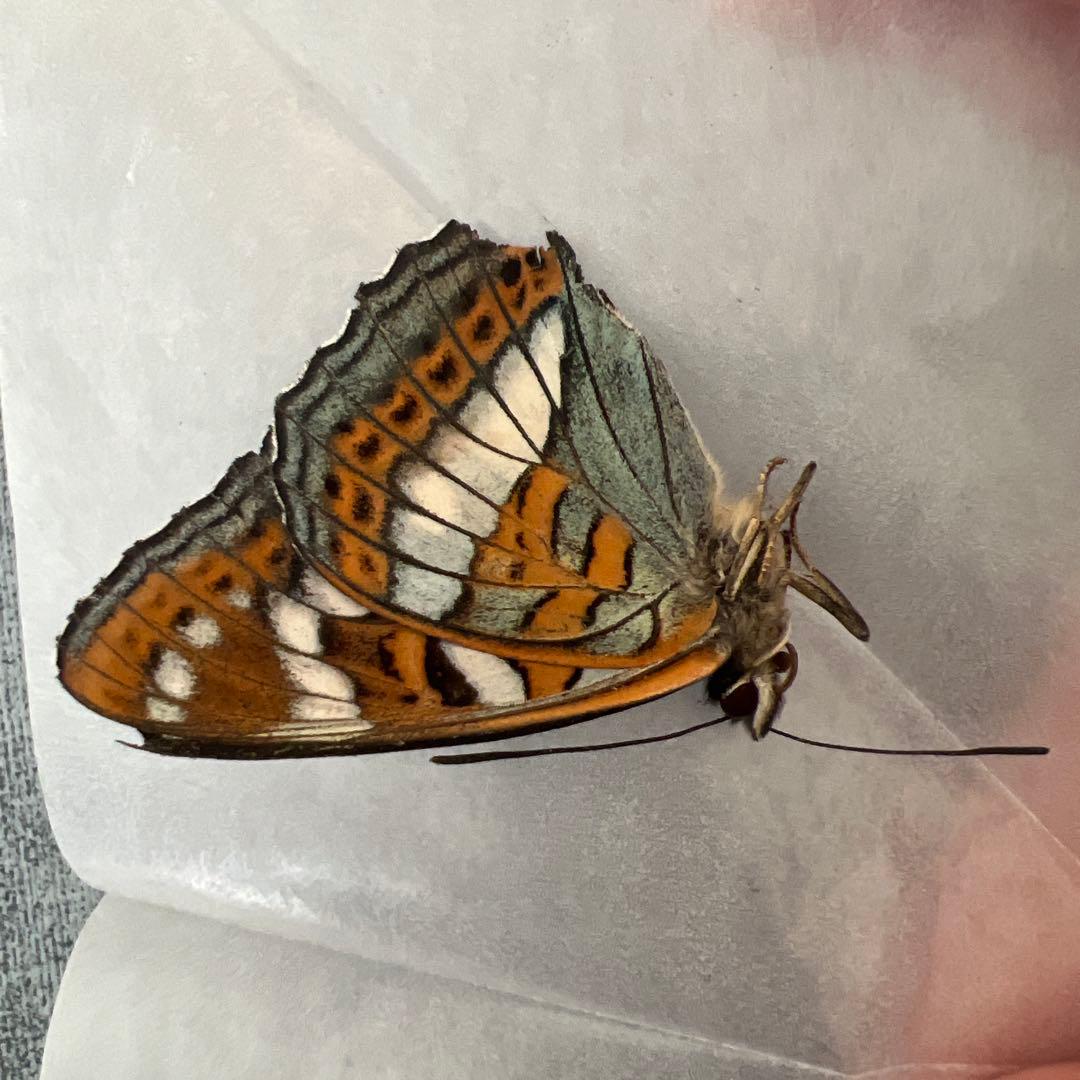 オオイチモンジ　モンゴル産10頭セット売り