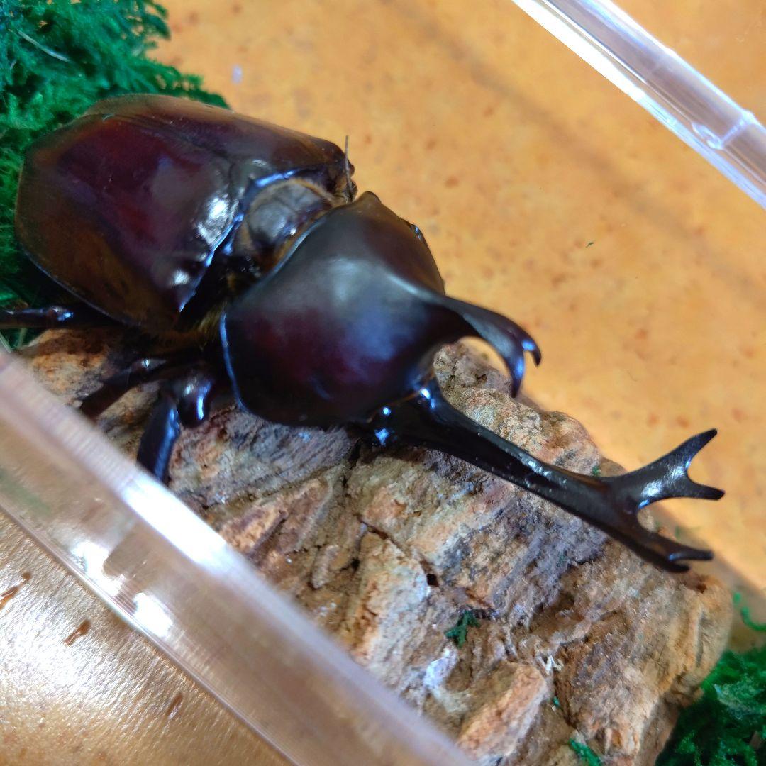 超特大野生宝物カブトムシ標本83mm級頭角幅18.4mm胸角幅5.7mmぐらい