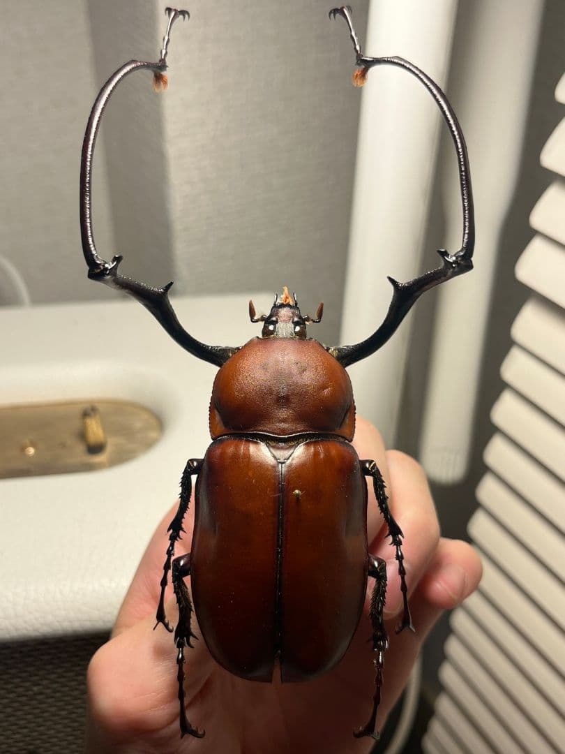 【超特大】セラムドウナガテナガコガネ テナガカミキリ昆虫標本 甲虫 タランチュラ