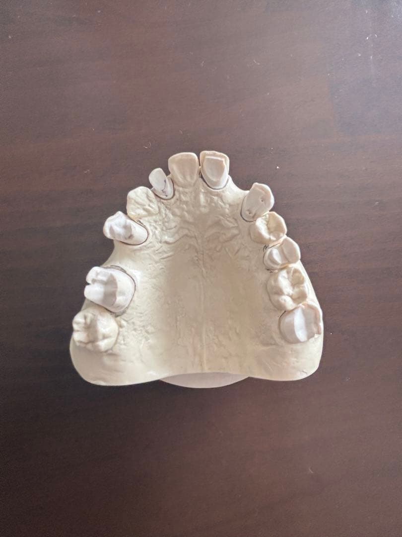 歯科　支台歯形成　練習模型　セット