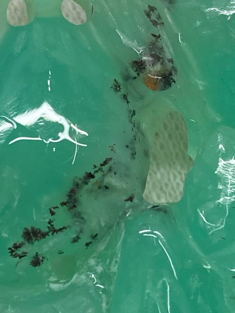 希少 アンティーク 天然翡翠 本翡翠 特殊黒入り 透かし彫り ペンダントトップ