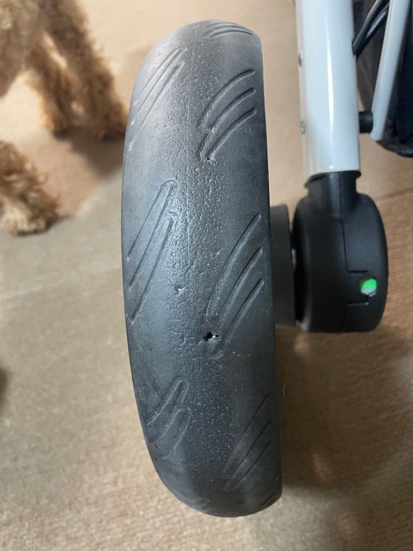 Piccolo Cane TANTO3 人気のシャンパンゴールド