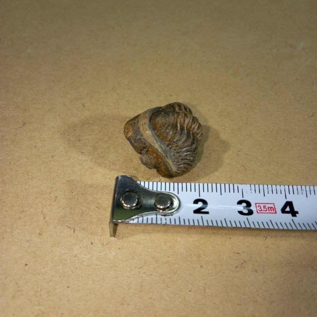 三葉虫　化石　三葉虫化石　究極のレトロ　fossil　ボリビア産　化石管理番号⑰