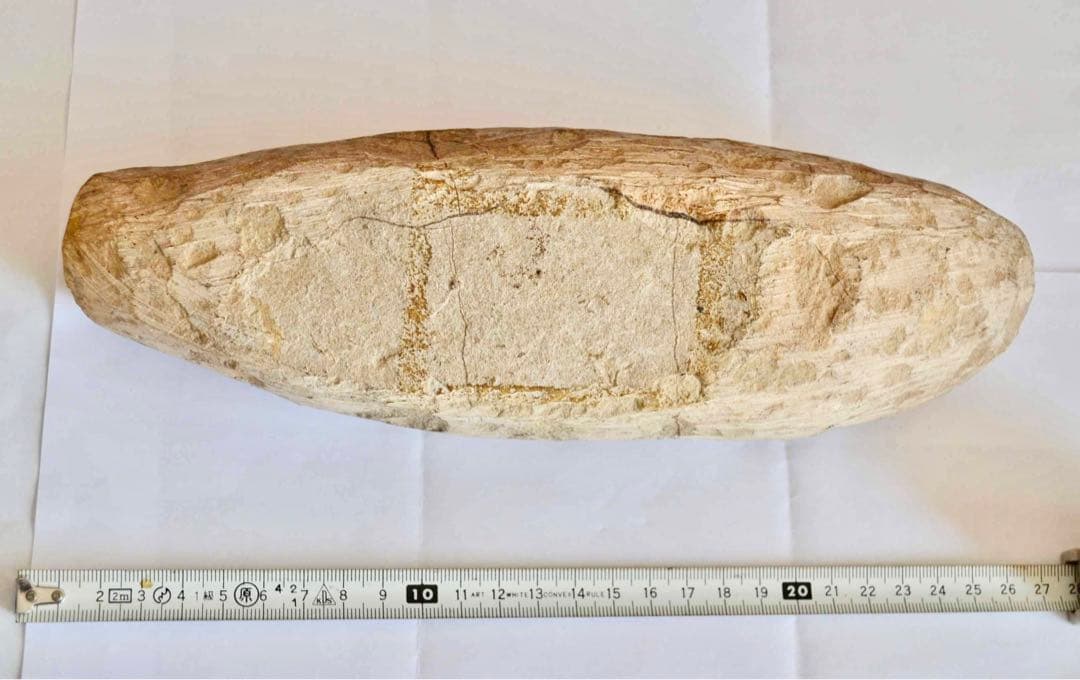 鱗ビッシリ、立体的一億数千万年前のブラジル産絶滅古代魚・ラコレピスの化石