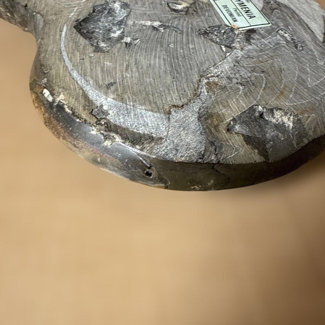 ゴニオクリメニアの化石 アンモナイト モロッコ産 化石 デボン紀 大きめサイズ