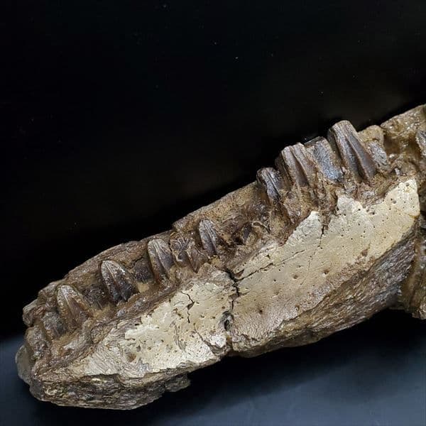 グリポサウルス 化石 デンタルバッテリー 上顎 本物 209mm fr25