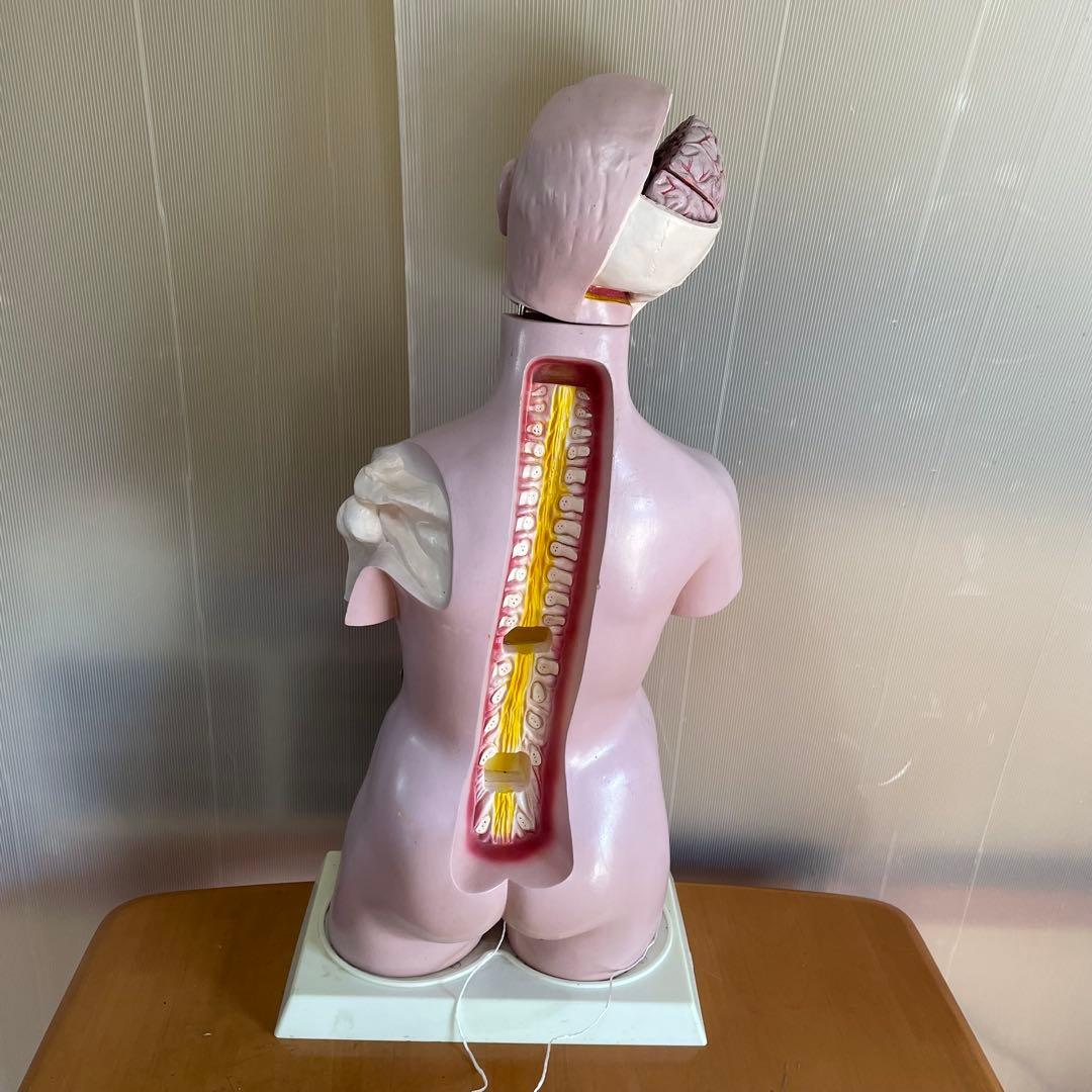 解剖学 内臓模型 トルソー 解剖模型 人体模型 標本 医療器具 大学病院 医学