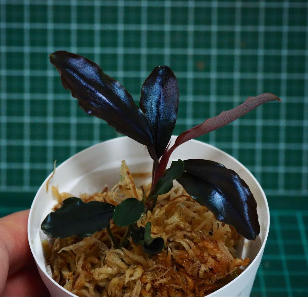 水草 Buce sp. \"Galaxy llic midnight blue\"