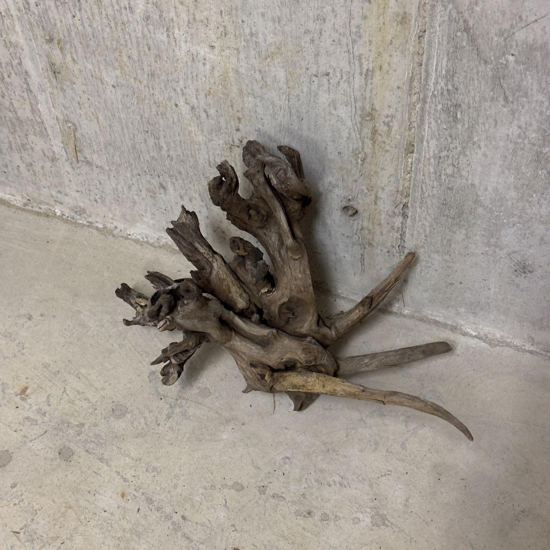 ADA ホーンウッド　流木　アクアリウム　テラリウム