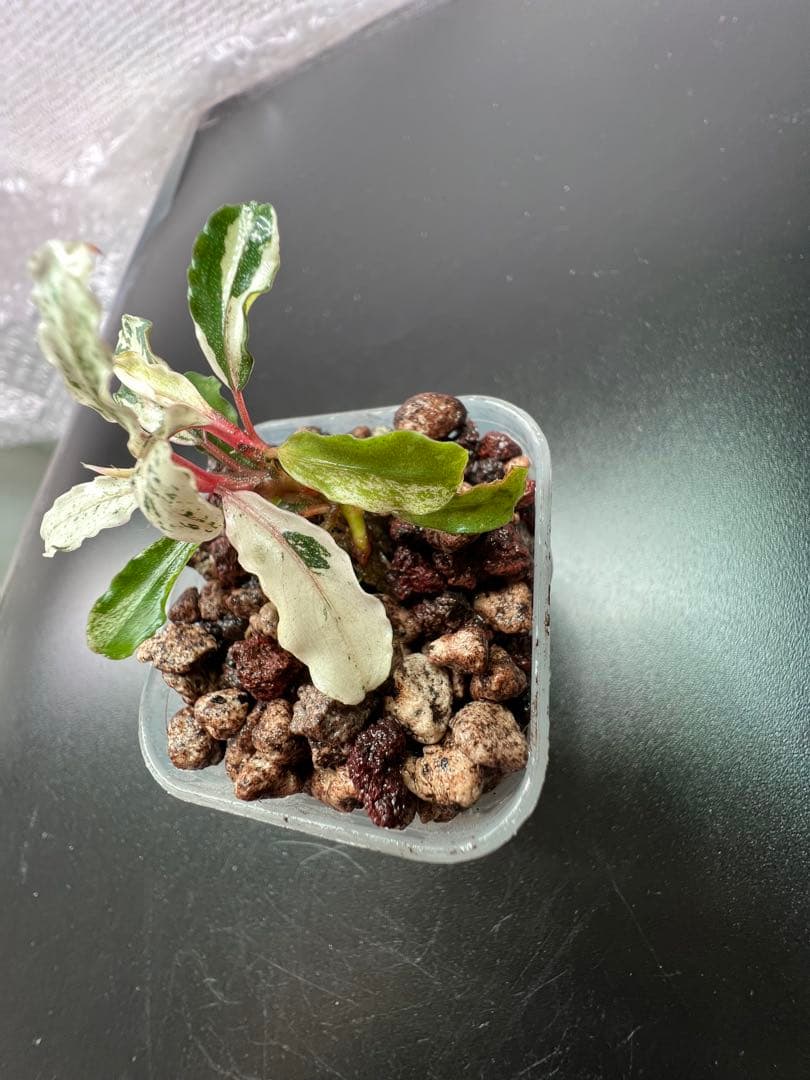 水草 Bucephalandra sp. Variegata