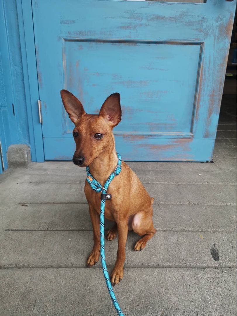 フェルト　ミニチュアピンシャー  Leo クプラウ専様用