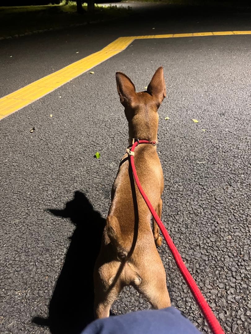 フェルト　ミニチュアピンシャー  Leo クプラウ専様用