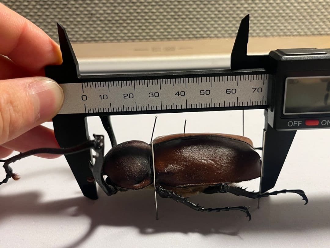 【71mm】セラムドウナガテナガコガネ テナガカミキリ昆虫標本