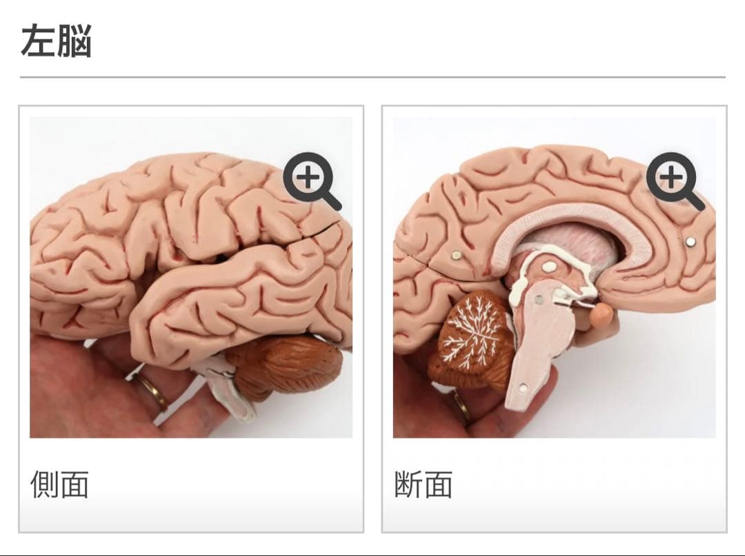 脳模型 5分解モデル 3B Smart Anatomy 実物大　新品未使用