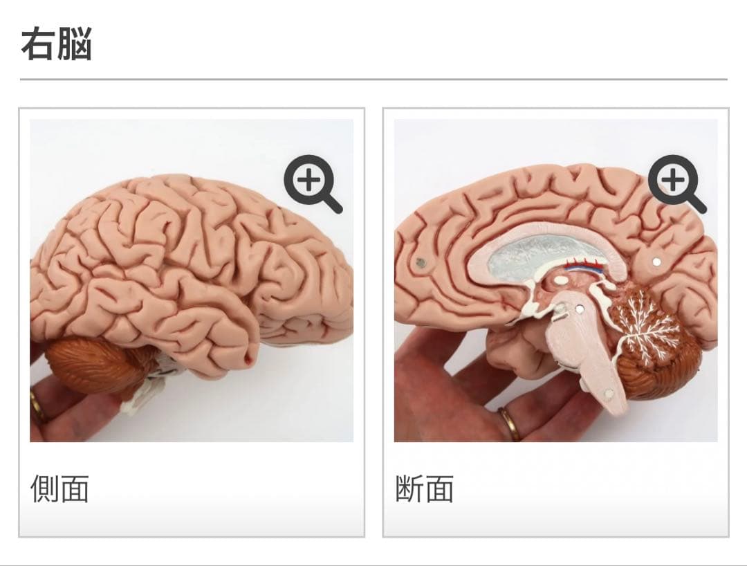脳模型 5分解モデル 3B Smart Anatomy 実物大　新品未使用