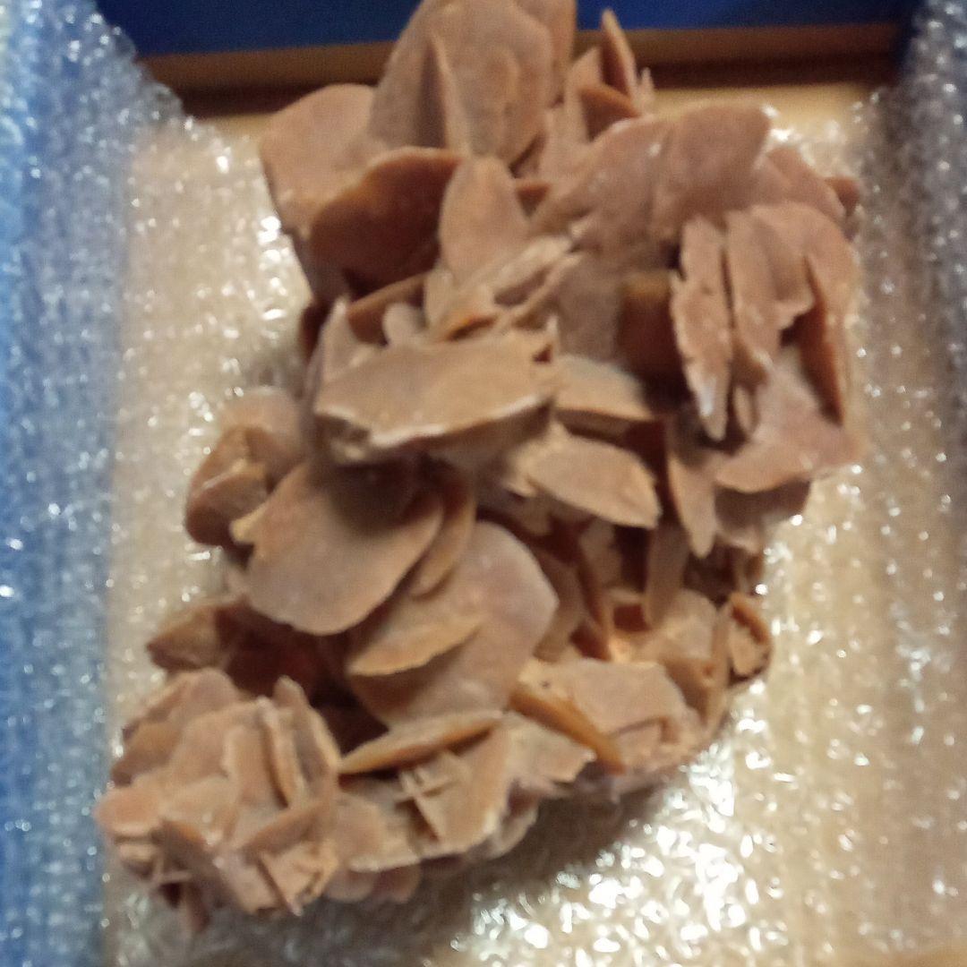 サハラのバラ　サハラ砂漠　化石