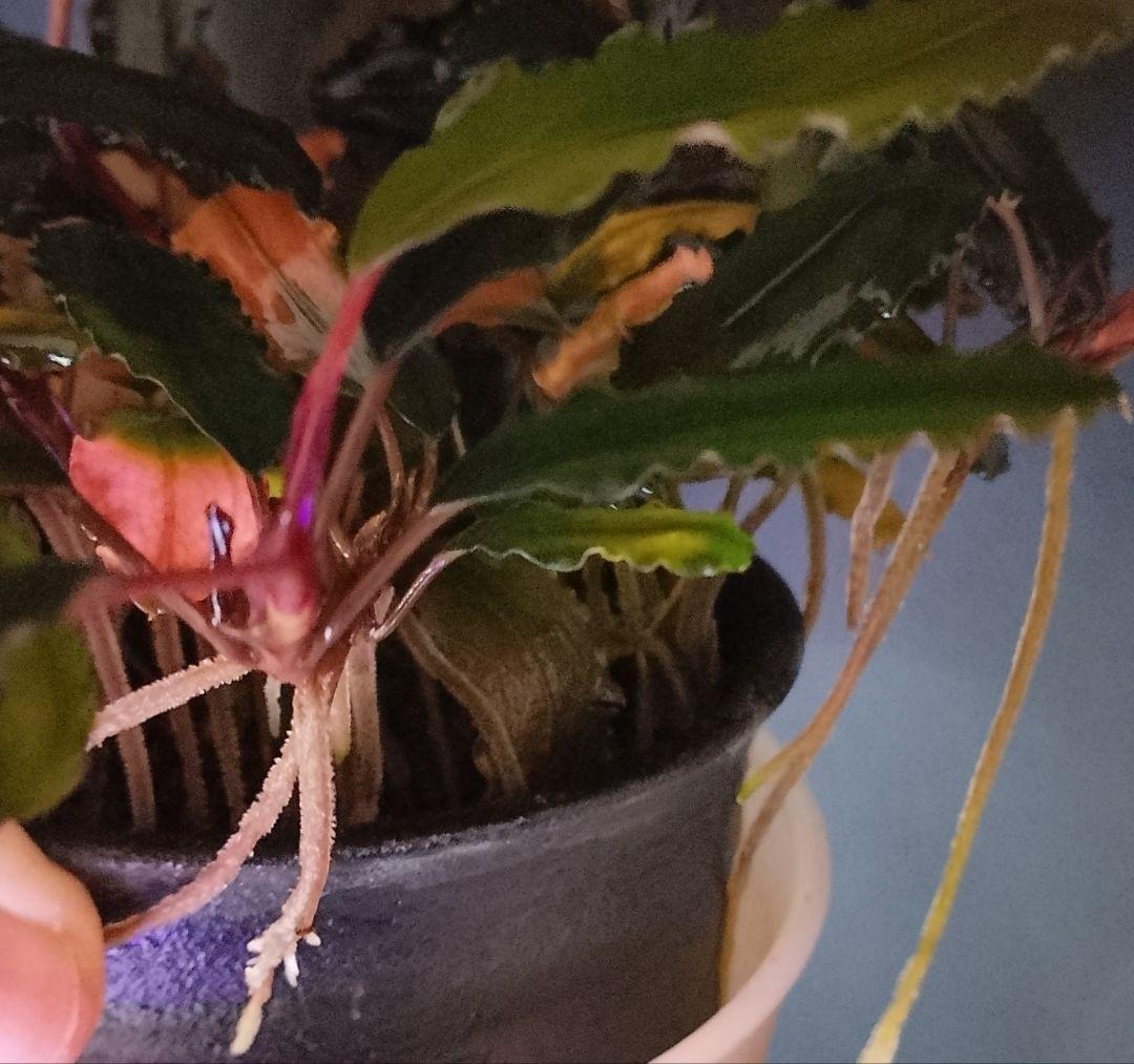 ブセファランドラ ルミナス パープル2 メラウィ Bucephalandra