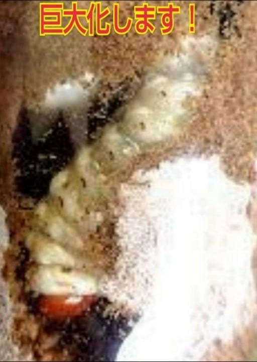 極上！黒アワビタケ菌糸瓶【12本】初令、2令に最適なサイズ！ニジイロクワガタに！