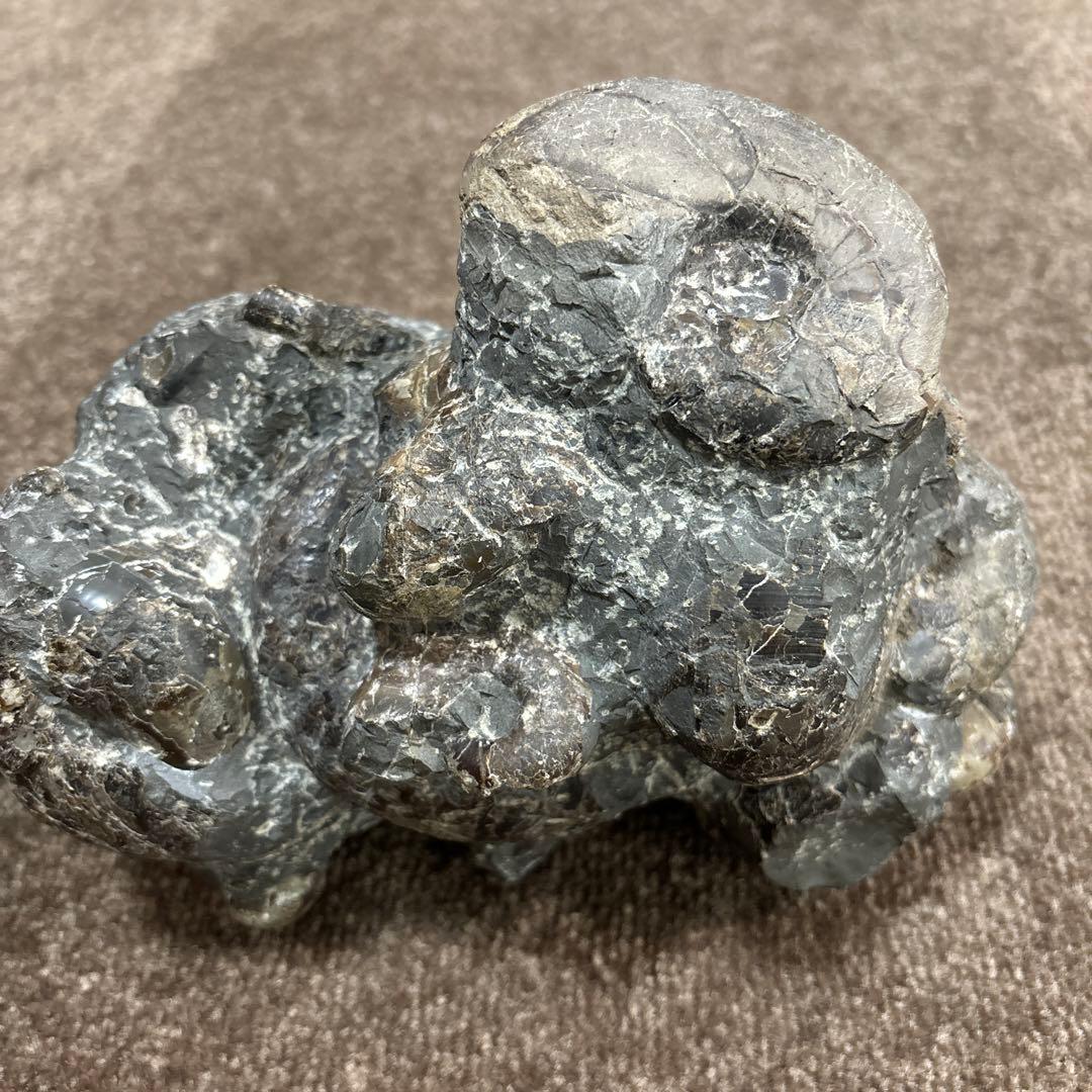 アンモナイト　化石　三笠　群集