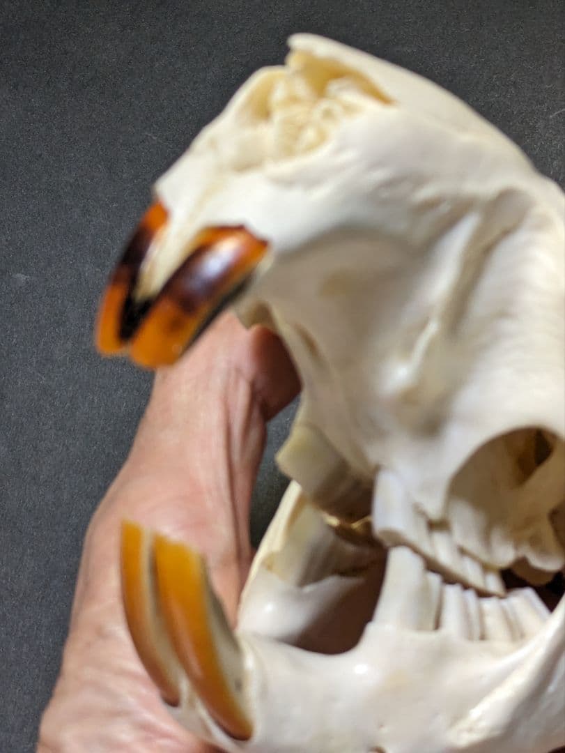 頭骨標本　アメリカビーバー