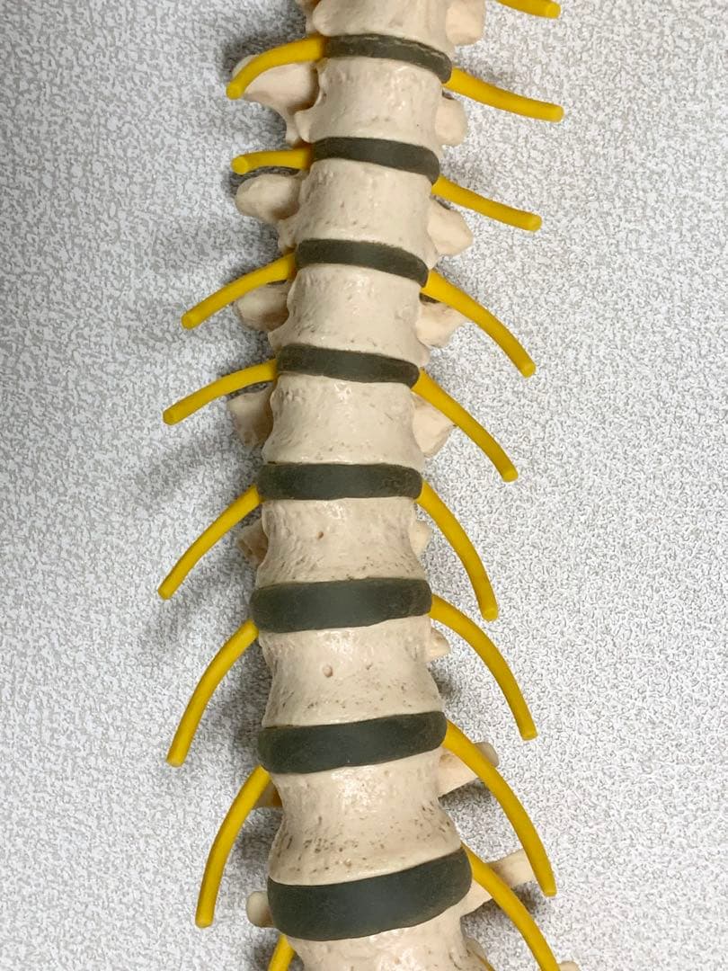 人体脊椎模型 可動式 約85cmカイロプラクティック 全健会 コタロウ ドイツ製