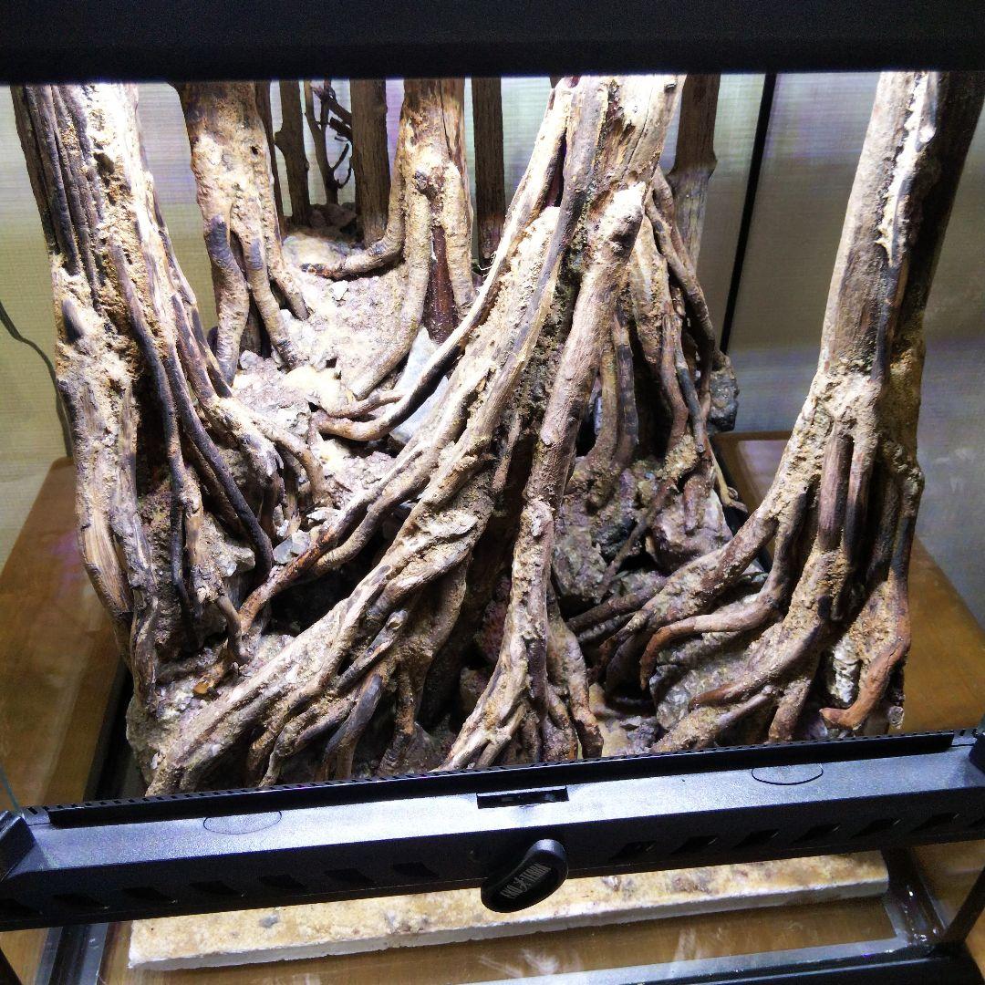 【受注生産】グラステラリウム3030　イモリウム　苔テラリウム　アクアテラリウム