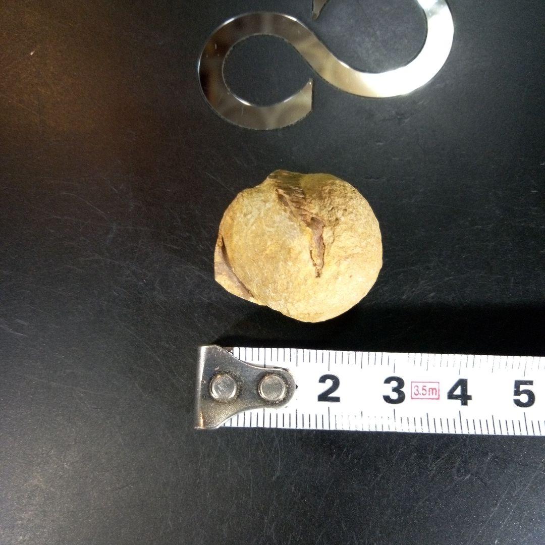 三葉虫　化石　fossil　ボリビア産　trilobite　海生動物個体④