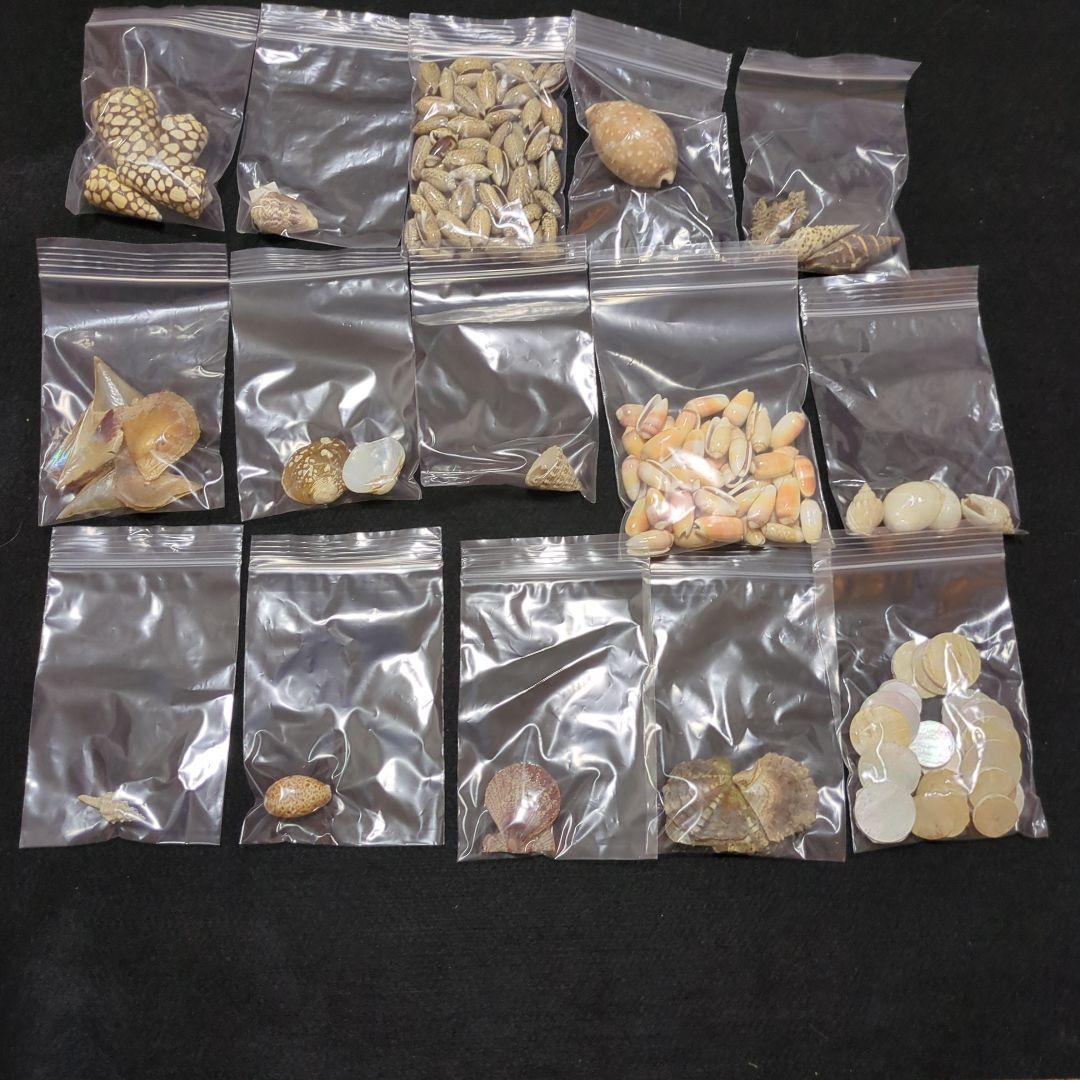 下*田様 貝殻　まとめ売り　（タカラ貝等々…）　標本