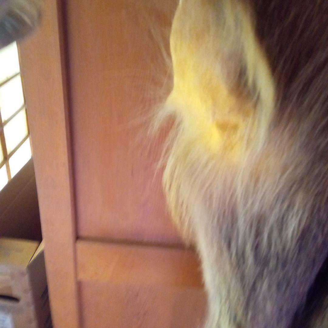 鹿の毛皮 壁掛け装飾