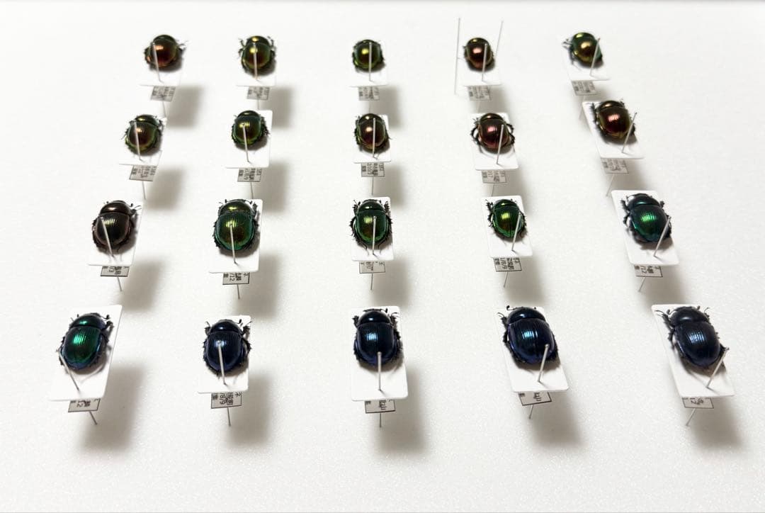 バードウィング 中型ドイツ箱（黒） オオセンチコガネ色彩変異 赤ー緑ー青