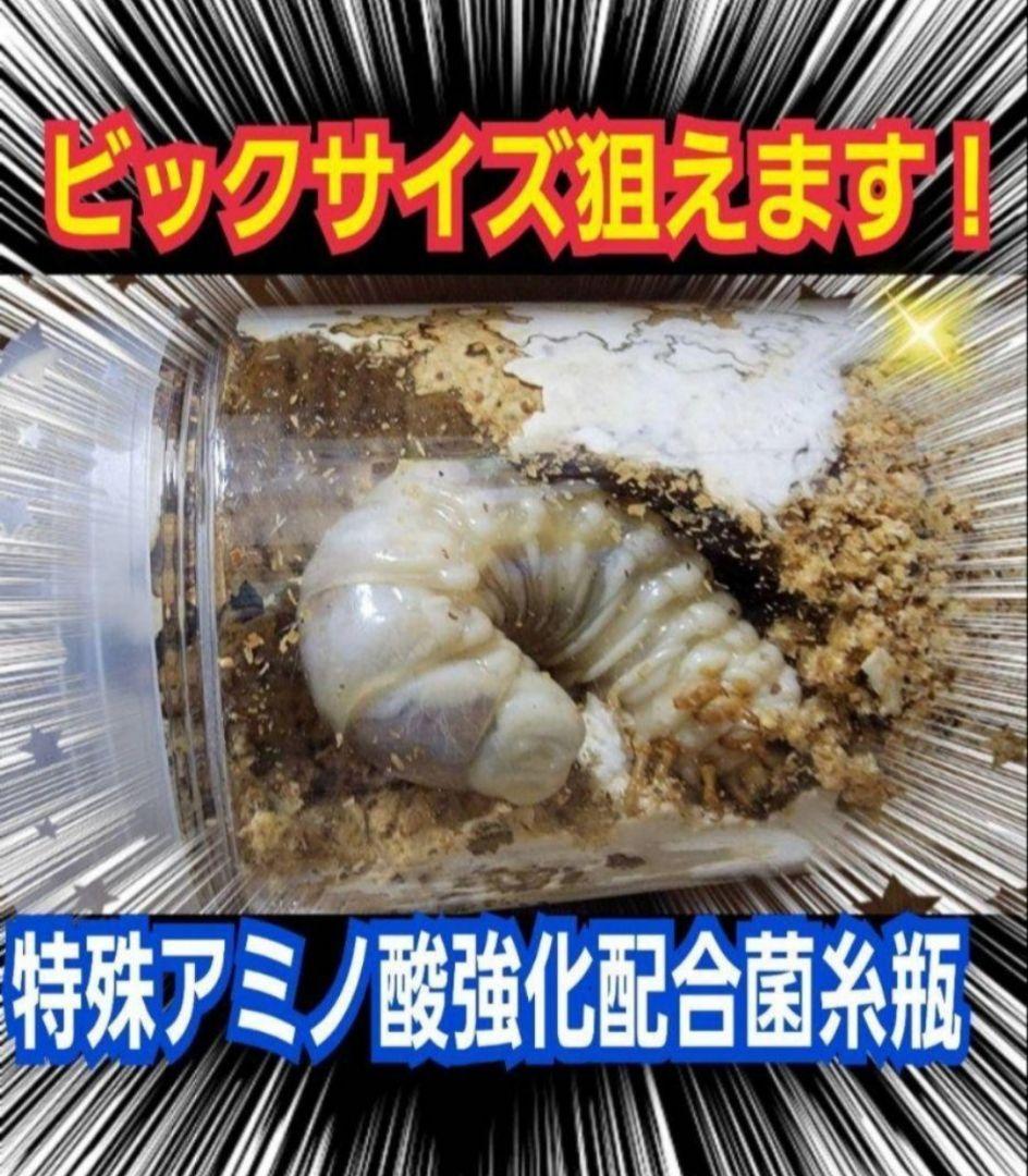 極上！ヒマラヤひらたけ菌糸瓶　800ml【10本】ニジイロクワガタにお薦め！