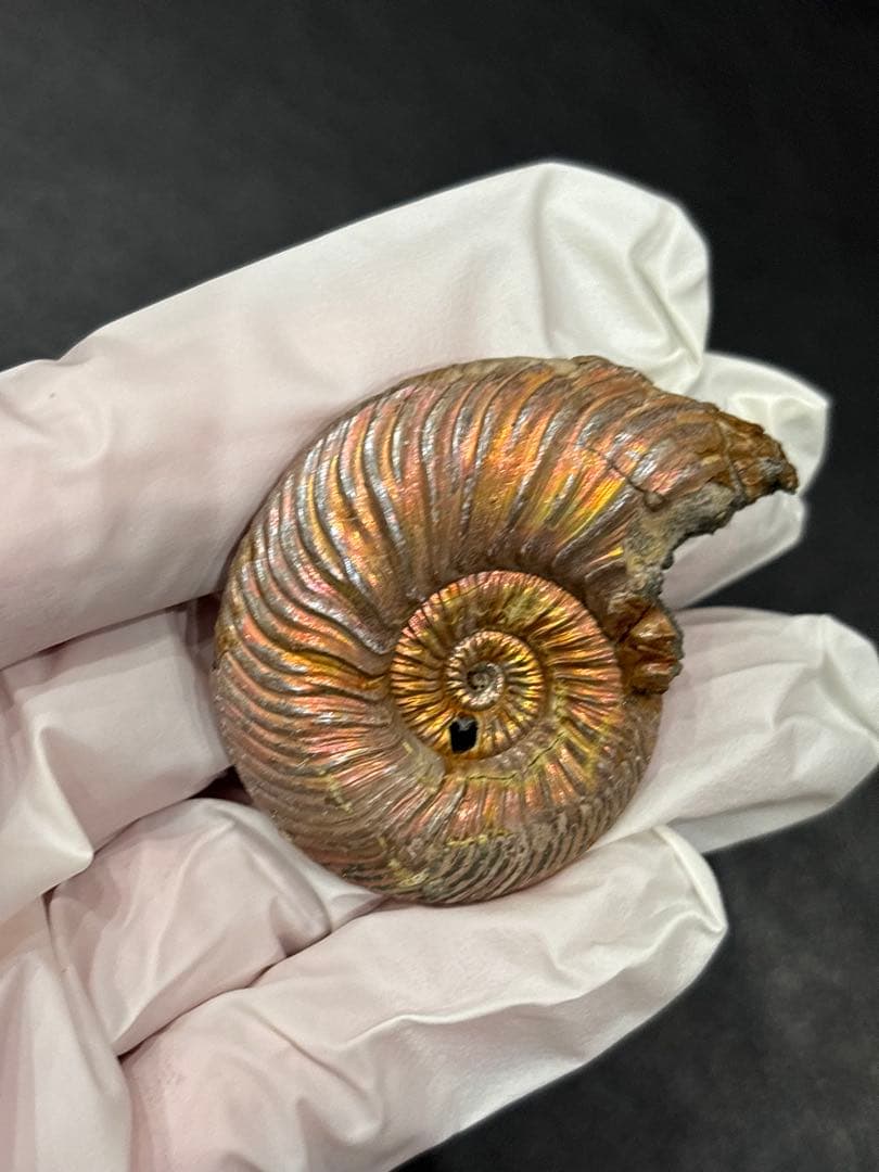 化石　クエンステッドセラス　アンモナイト