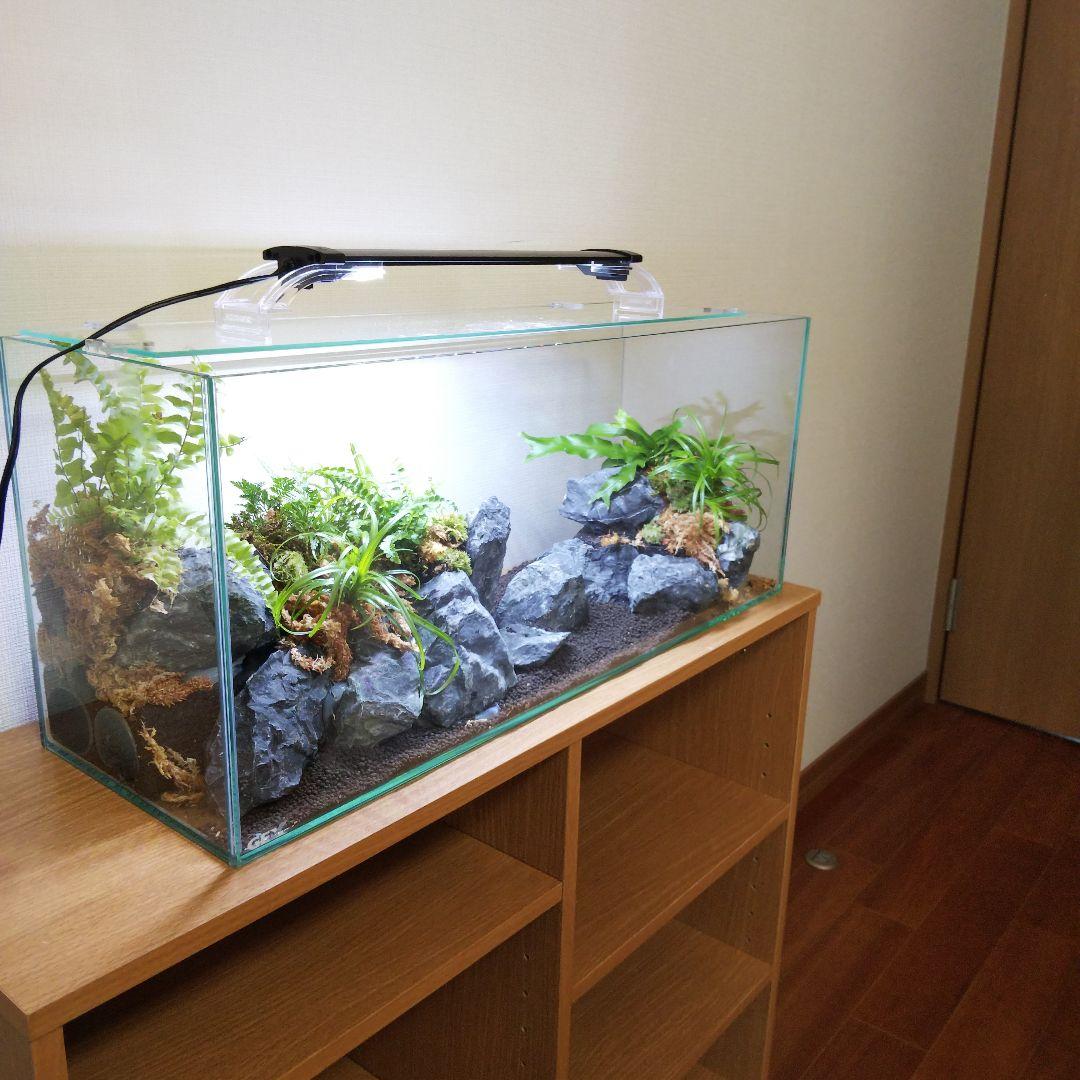 【受注生産】アクアテラリウム　イモリウム　苔　水槽　苔テラリウム