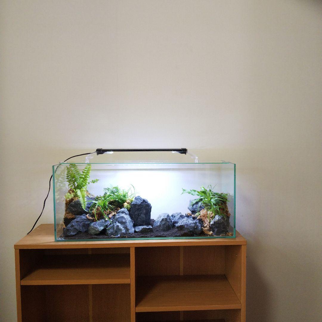 【受注生産】アクアテラリウム　イモリウム　苔　水槽　苔テラリウム