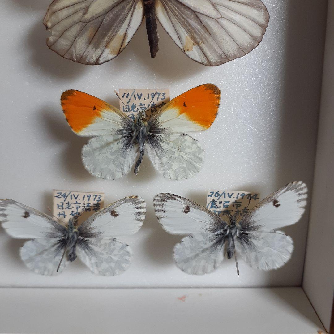 蝶標本　オオイチモンジ、クモマツマキチョウ、ミヤマシロチョウ(♀)標本箱入り
