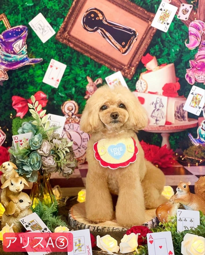 背景布+秋色チョーカー　パンパスグラス　お月見　十五夜　ペットサロン撮影用