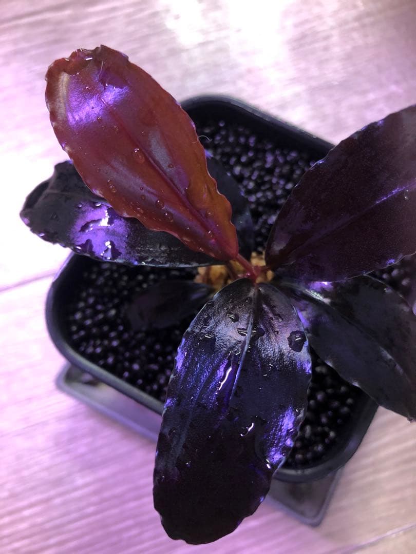 陰性水草の王様的存在【ブセファランドラ】Theia Blue