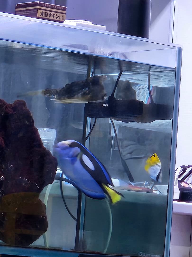 オーバーフロー水槽と機器一式 引取限定